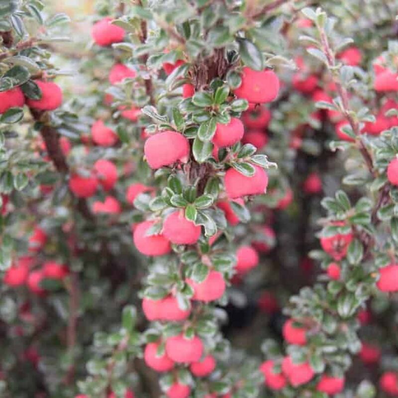 Cotoneaster microphyllus 20-30 cm